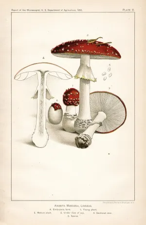 Amanita Muscaria, Linnaeus - Mushroom