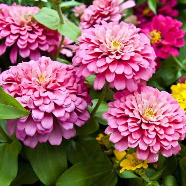 LIZZ ASTON "ZINNIA ELEGANS" 2020
