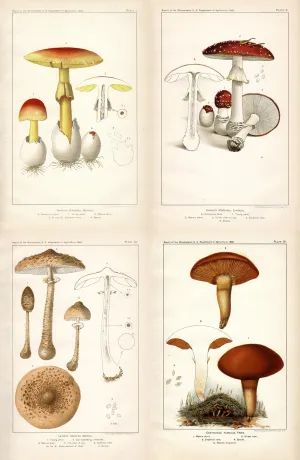 Mushroom Composite - Amanita caesarea, Amanita muscaria, Cortinarius turmalis, Parasol mushroom