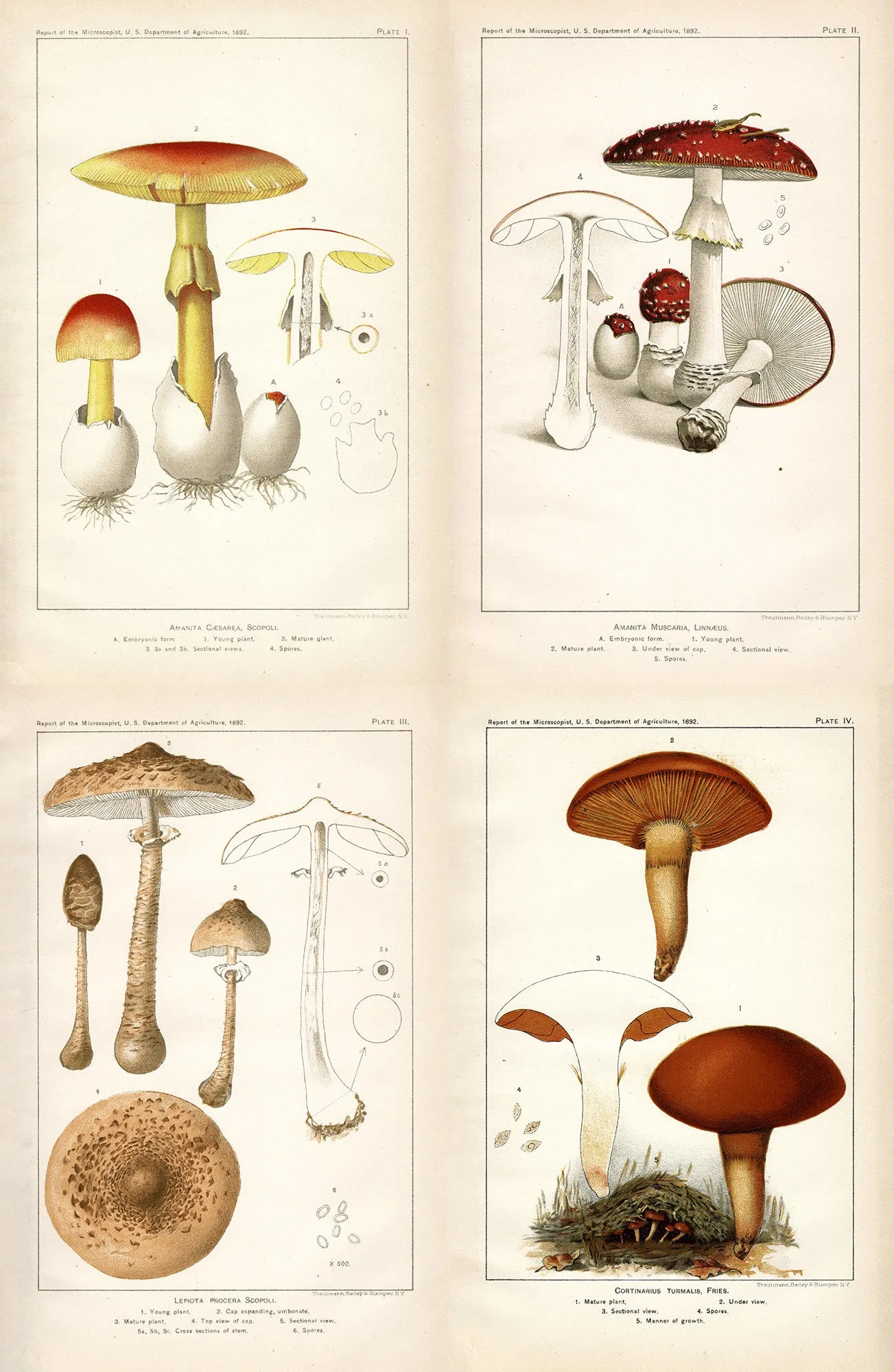 Mushroom Composite - Amanita caesarea, Amanita muscaria, Cortinarius turmalis, Parasol mushroom