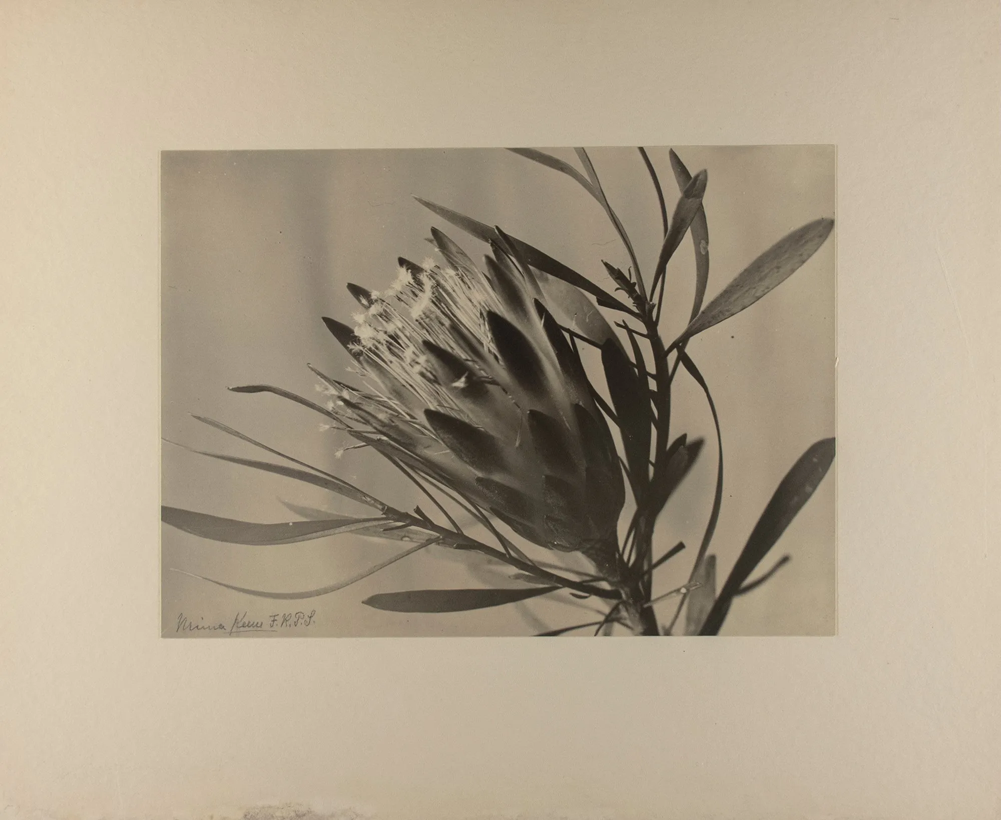 Protea, Sugar Plant, South Africa