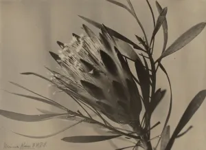 Protea, Sugar Plant, South Africa