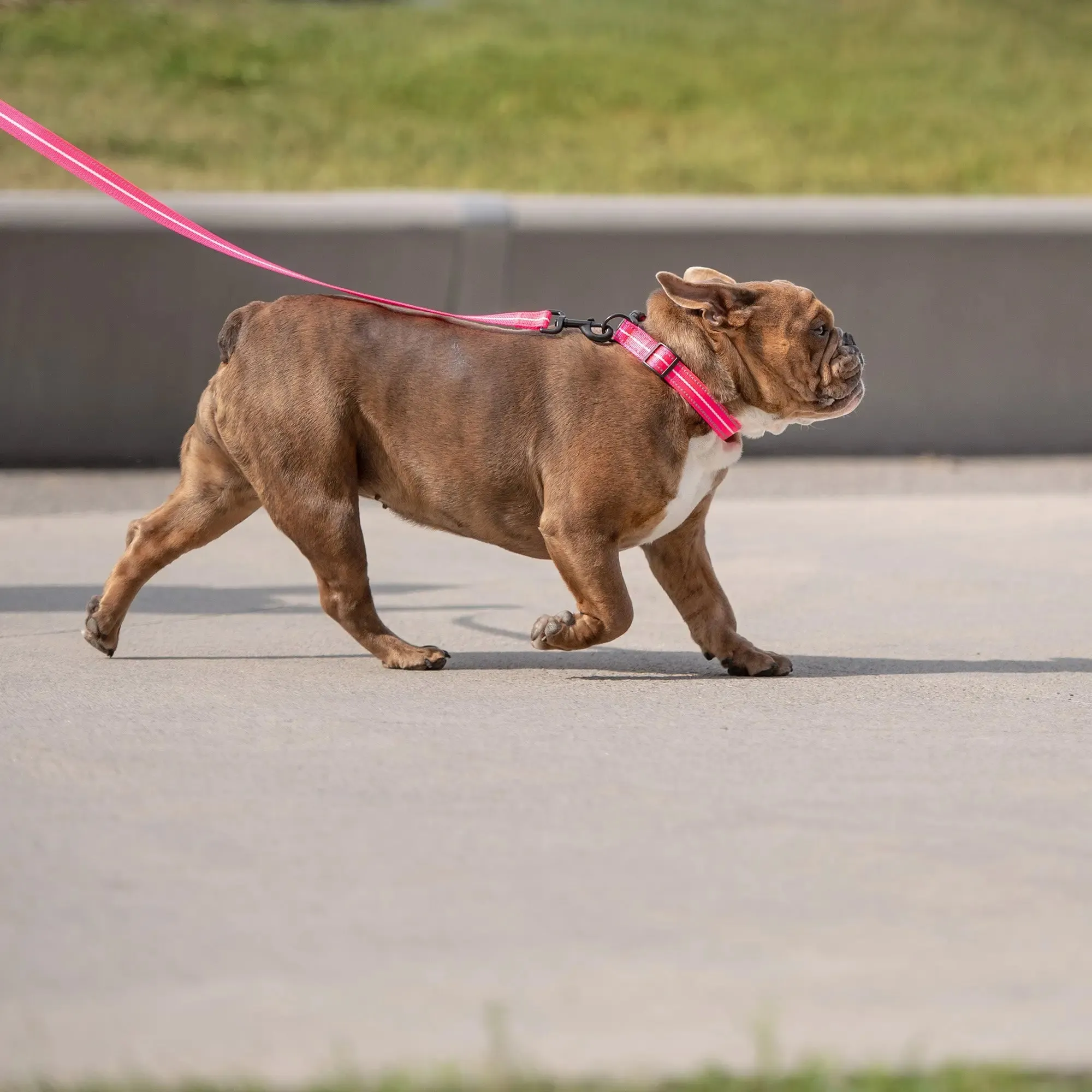 Reflective Dog Collar | Neon Pink