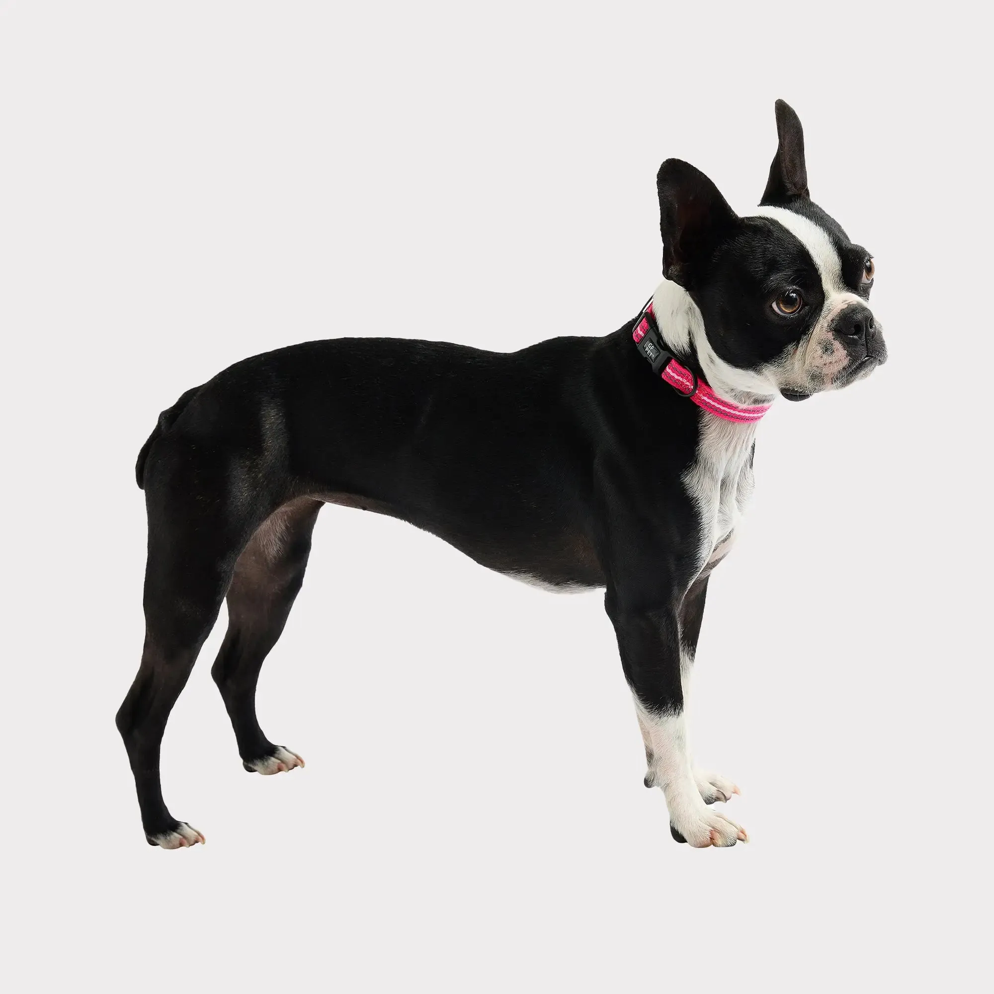 Reflective Dog Collar | Neon Pink