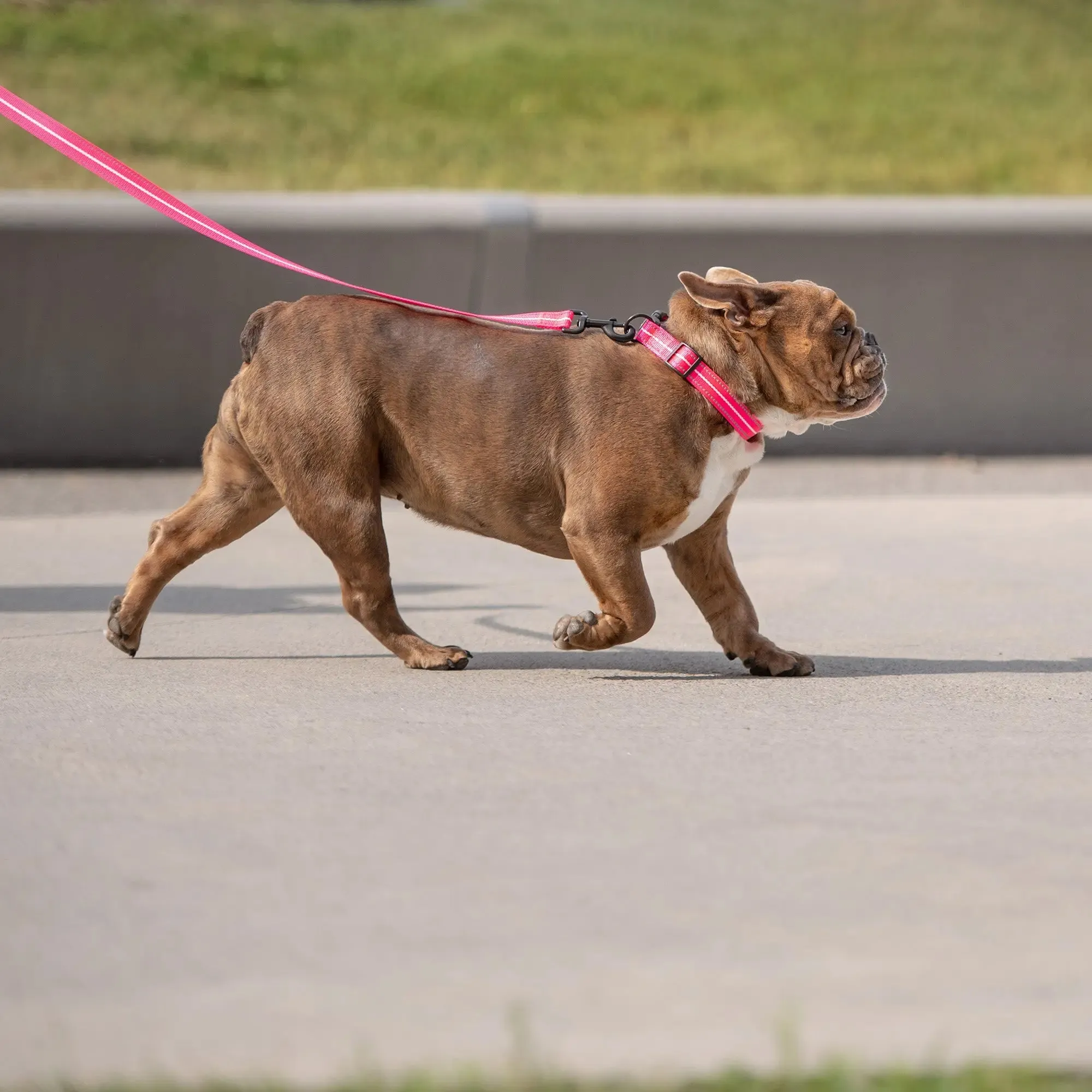 Reflective Dog Leash | Neon Pink