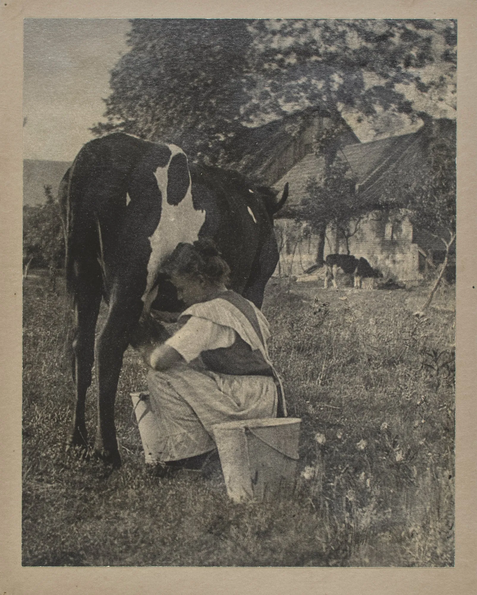 Untitled (portrait of a girl milking a cow)